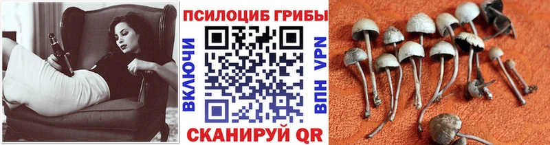 Псилоцибиновые грибы мицелий  купить наркотик  Беломорск 